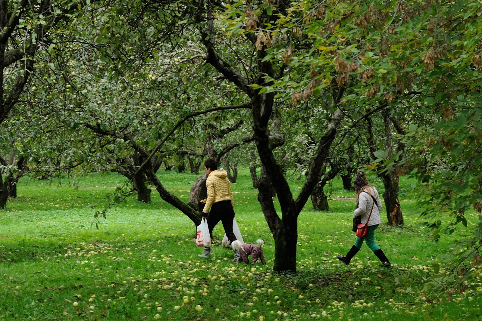 Яблоневый сад в Коломенском осенью