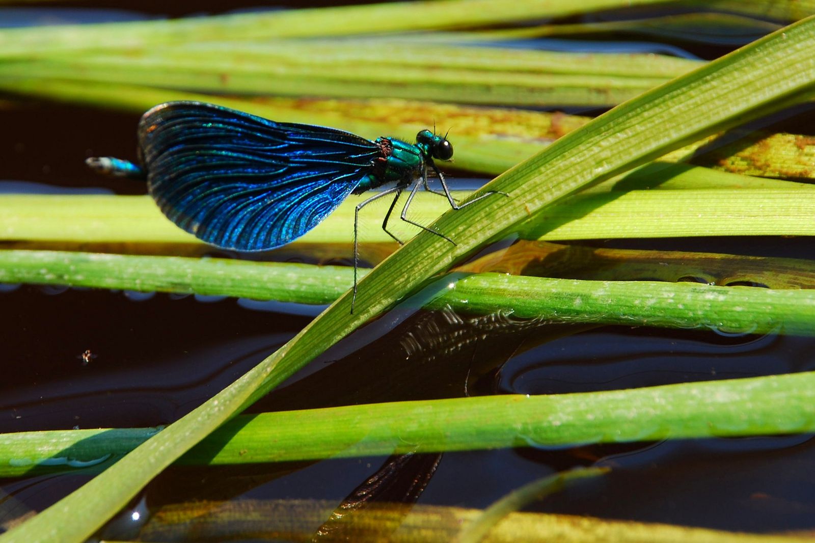 Равнокрылые. Homoptera Равнокрылые. Отряд Homoptera. Равнокрылые без крыльев. Отряд Равнокрылые фото.