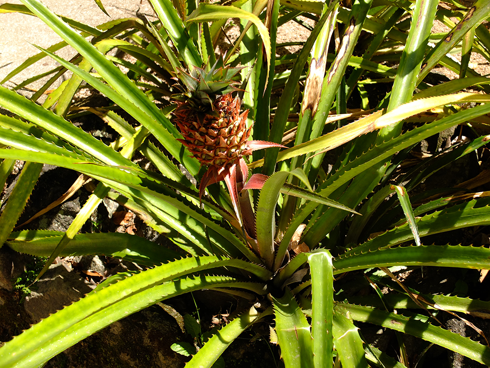 Растение похожее на ананас. Цветок похожий на ананас. Комнатный цветок похожий на ананас. Комнатное растение похожее на ананас.