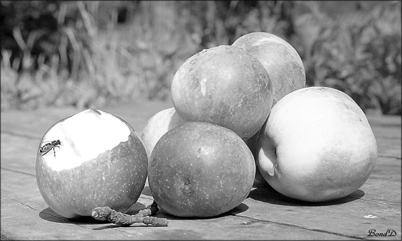 Nonstop Photos | Денис Бондаренко / Натюрморт с пчелой