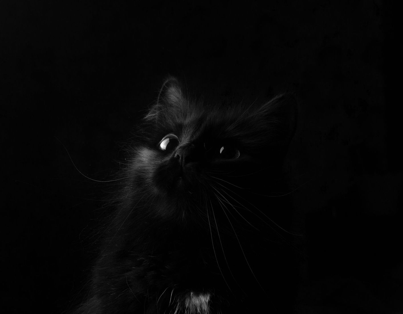 Черная кошка 11. Красивые черные картинки. Черная кошка. Кошка на черном фоне. Черный котенок на черном фоне.