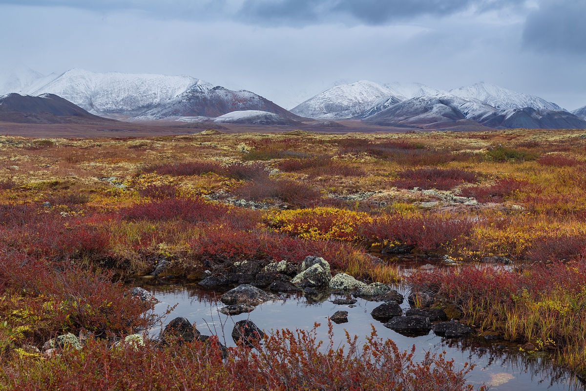 Арктические пустыни изменение природы человеком. Тундра Безлесная зона. Субарктическая тундра ландшафт. Кольский полуостров природная зона тундра. Арктическая тундра Северной Америки.