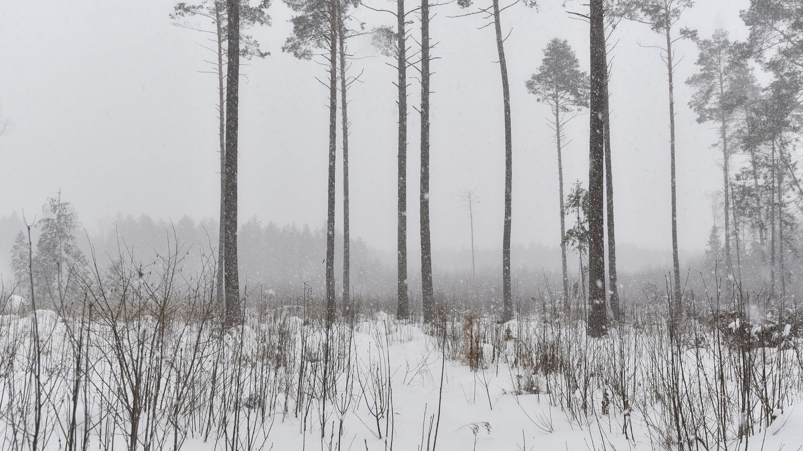 Лес в новой Москве Мороз темно. Рейнджер Пурга лес. Forest Snow артикул: 8,15177e+11 картинка плиты.