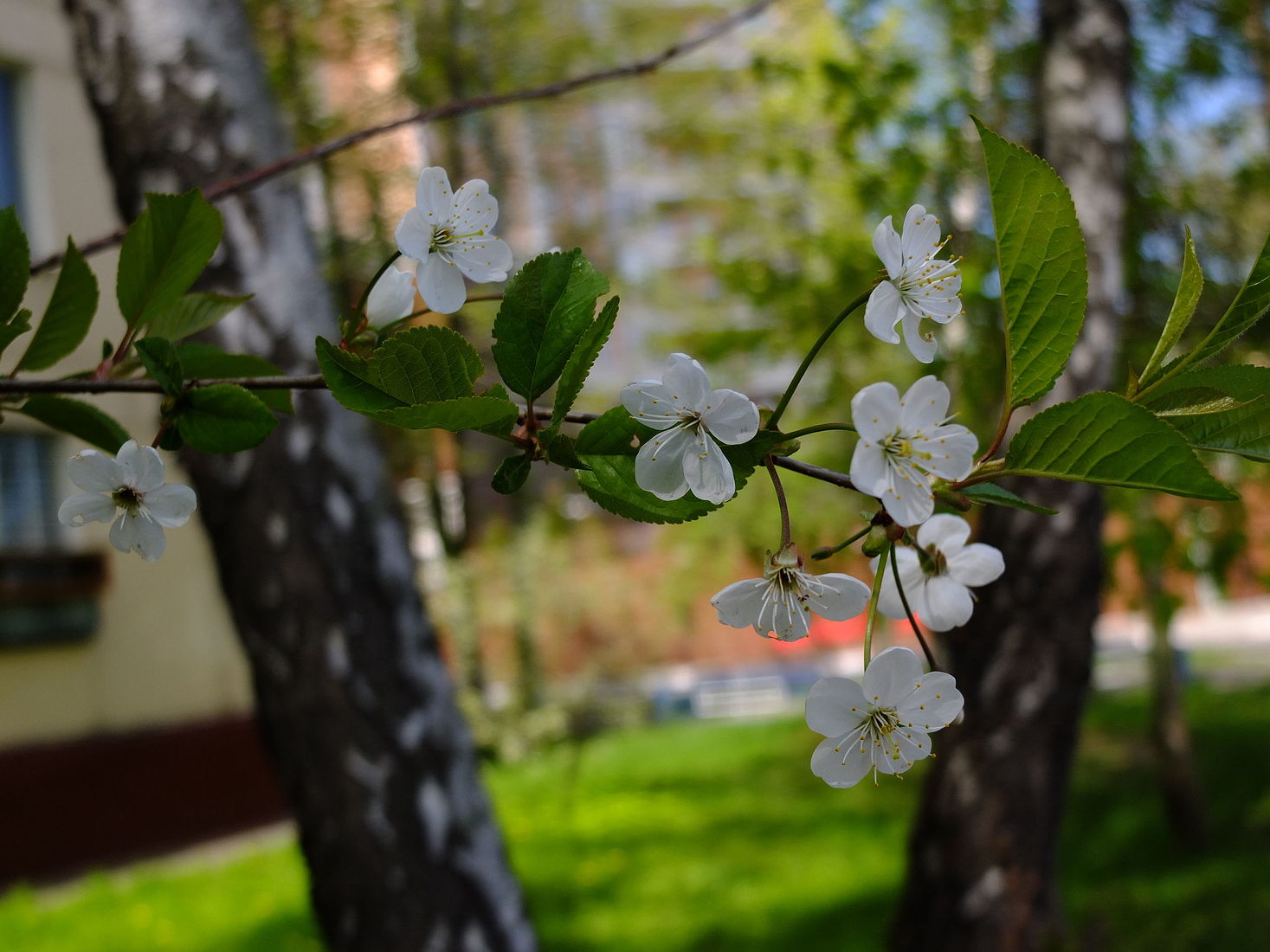 Бархатная вишня фото