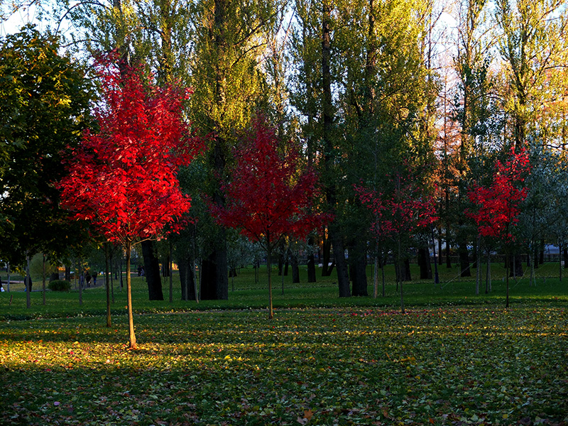 Клен новосибирск. Клен красный Acer rubrum аллея. Аллея канадского клена. Клен красный Октобер Глори. Кленовая аллея в Канаде.