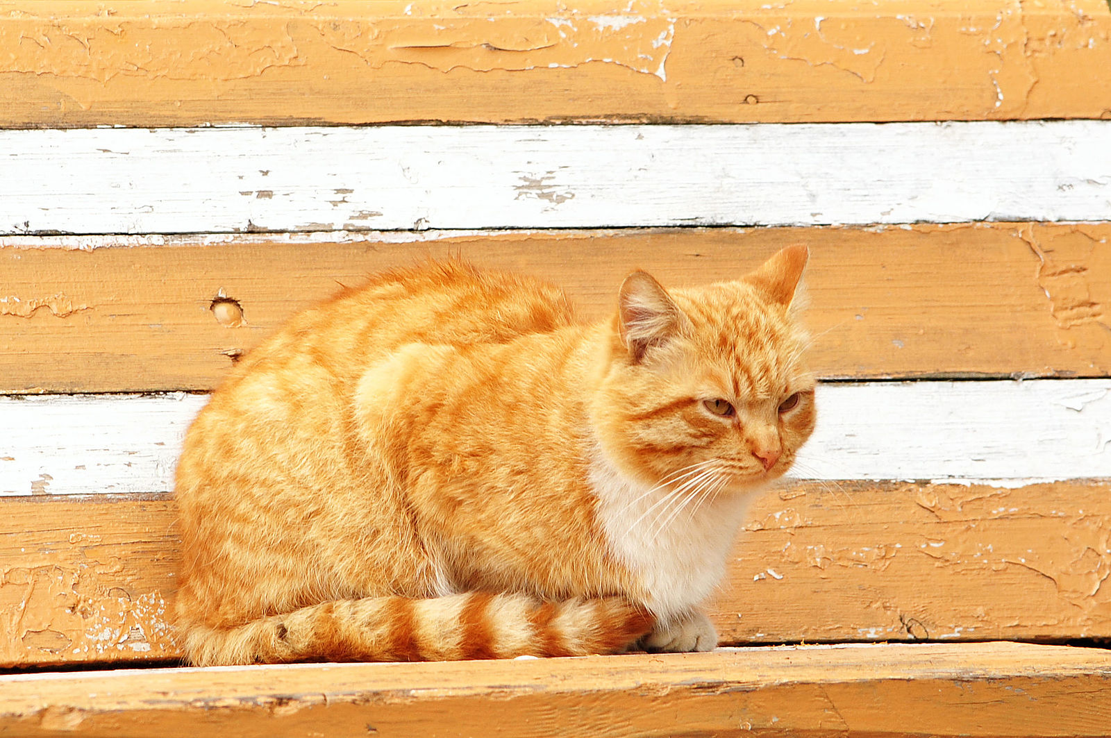 Рыжий кот на скамейке