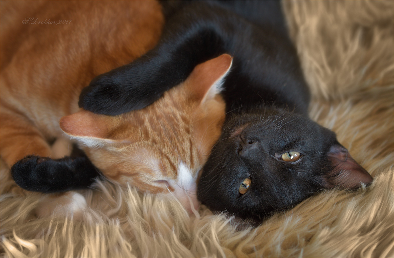 Ровно кошки. Рыжий и черный кот. Рыжий и черный котики. Черная кошечка и рыжий котик. Рыжий и черный котенок.