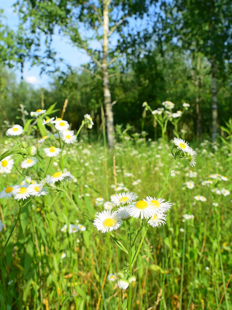 Сколько растет ромашка