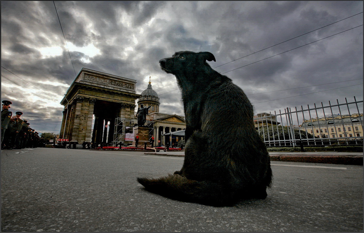 Пес город кошек. Черный пес Петербург. Псы в Петербурге. Чёрный пёс Петербург фото. Чёрный пёс Петербург место на фото.