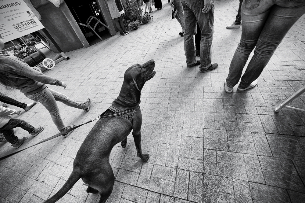 кот на ковре. парень с девушкойидут ща ркуу. девушка среди толпы людей на улице. осень люди. люди шоппинг.
