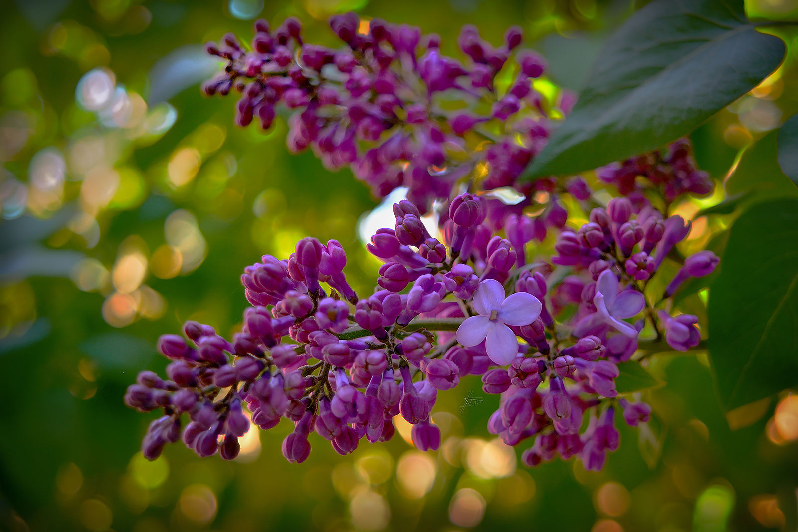 Nonstop Photos | Ольга Станиславовна Назарова / Парочка первенцев