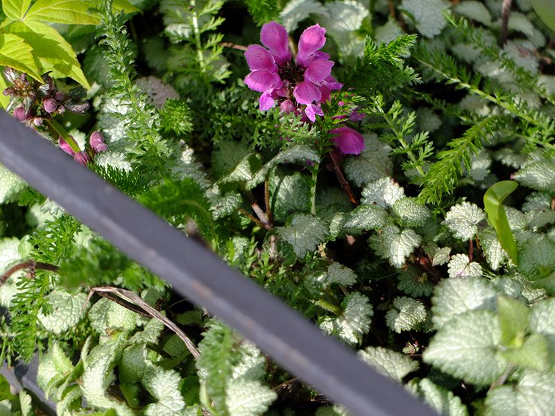 Розовым цветёт Lamium maculatum