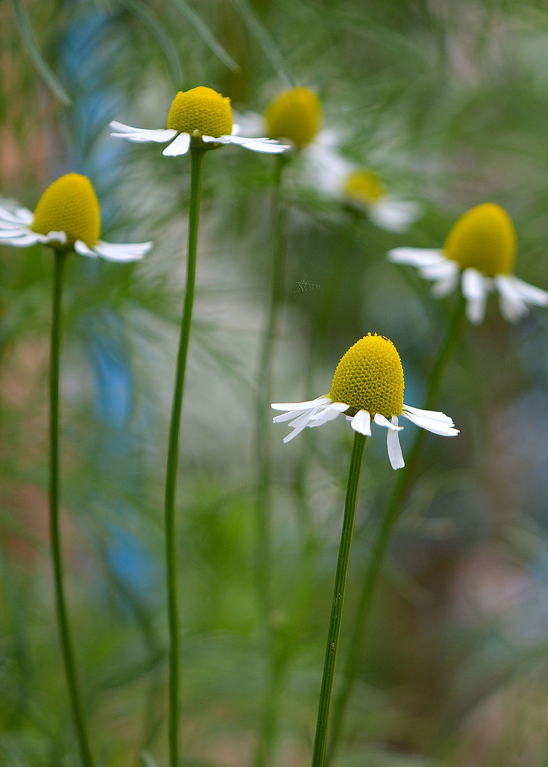 Nonstop Photos | Ольга Станиславовна Назарова / Ромашковый балет