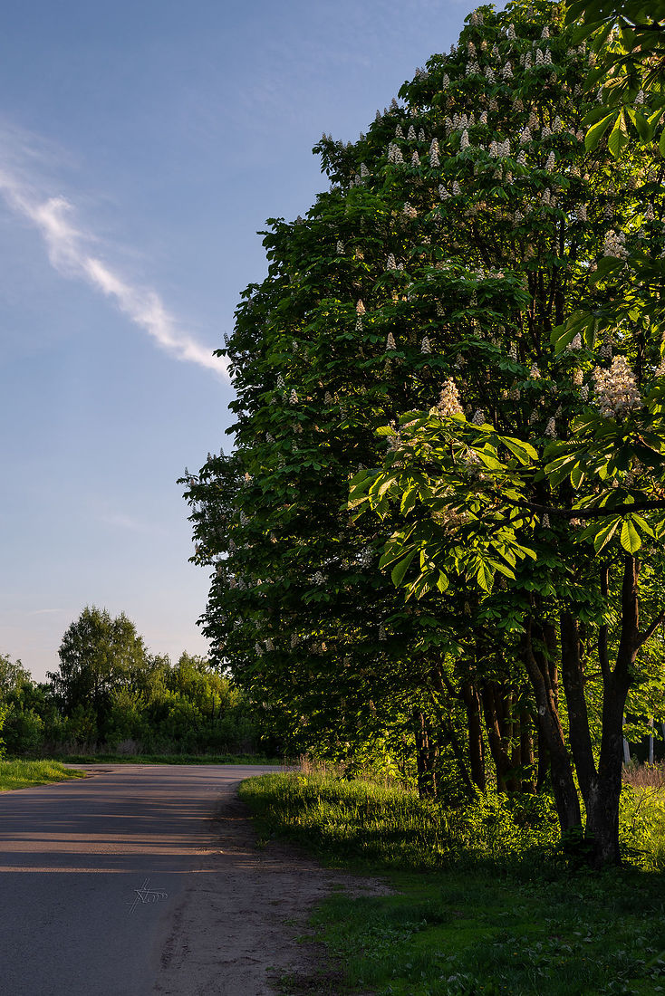 Nonstop Photos | Ольга Станиславовна Назарова / Вечерние каштаны