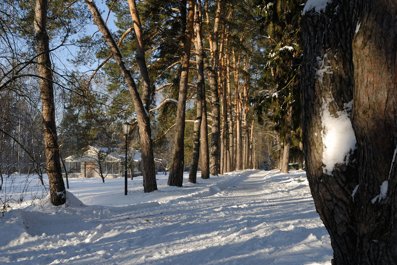 Сосновая аллея фото. Сосновая аллея парка Поленова. Поленово зимой. Сосновая аллея Павловский Посад. Сосны аллея память зима.