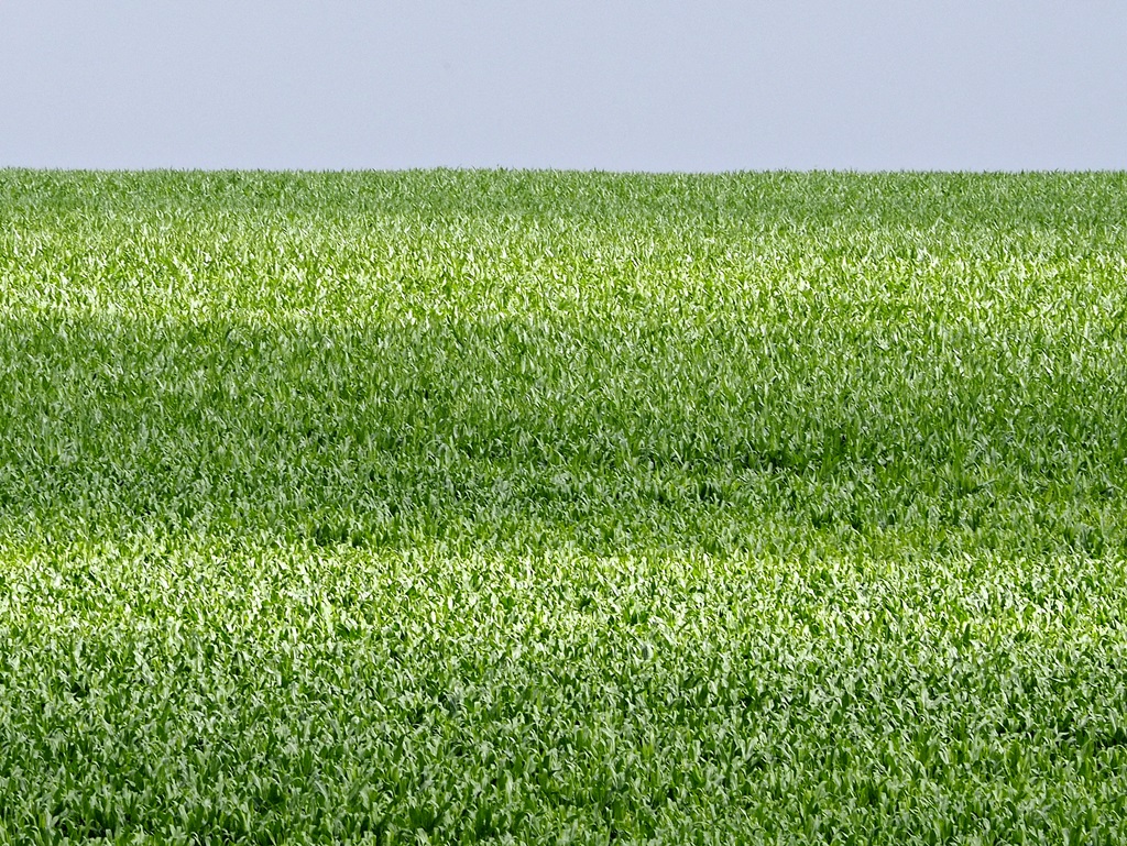 Спаленные солнцем. Рожь. Field move. Wind in the field. Пшеница в полный рост фото.