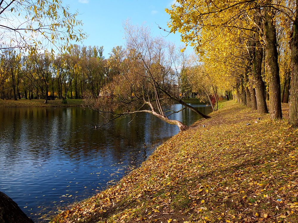 Солнце и птицы