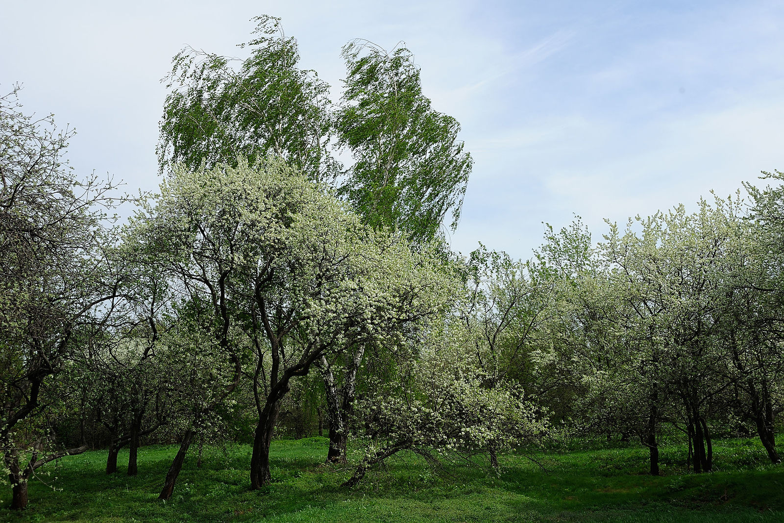 яблоневый сад москва