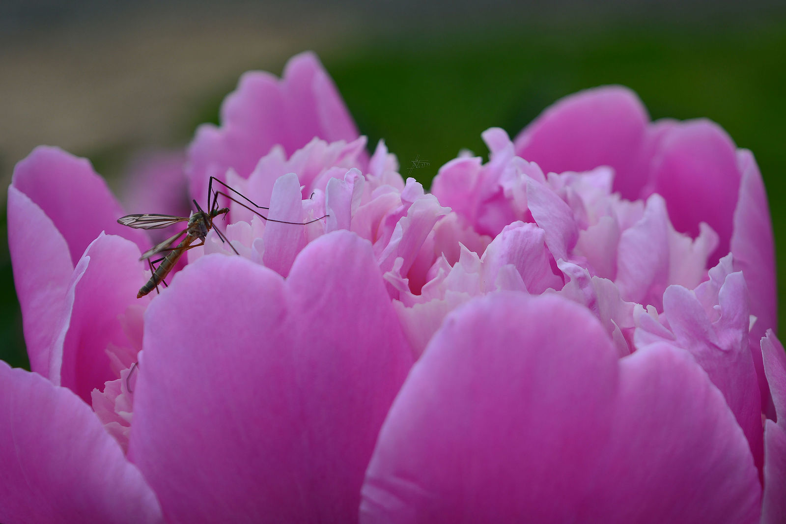 Nonstop Photos | Ольга Станиславовна Назарова / Вдыхая чудный аромат