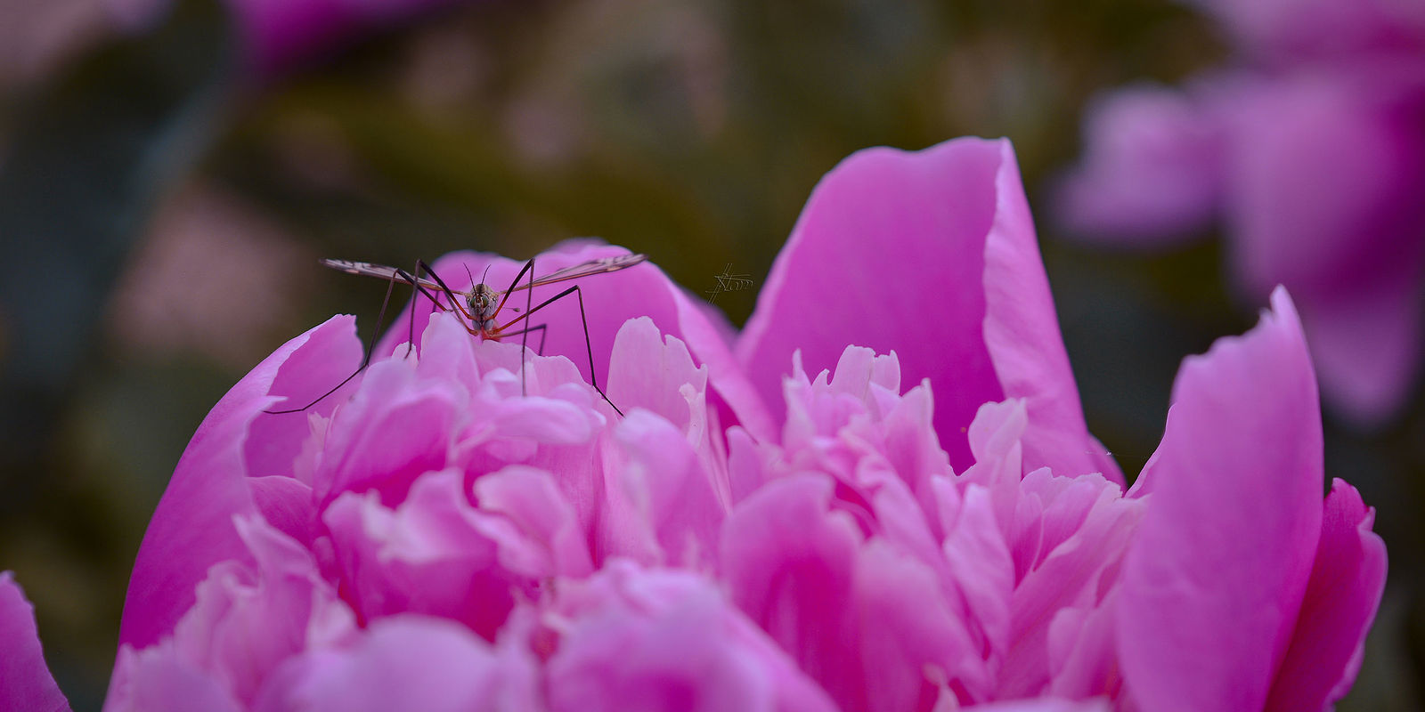 Nonstop Photos | Ольга Станиславовна Назарова / Вдыхая чудный аромат