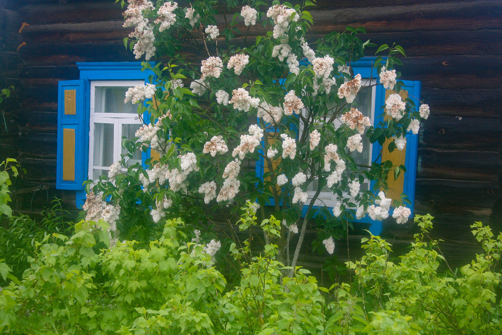 Песня домик окнами. Домик окнами всад. 