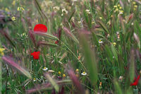 Предыстория рижского бальзама