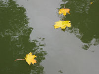 Желтые листья в холодной воде