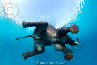 Стив Блум "Азиатский слон, Андаманский острова, Индия"