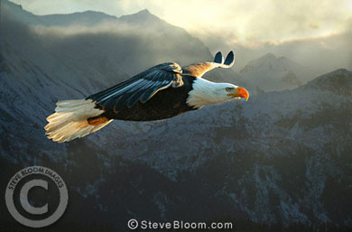 Стив Блум "Белоголовый орлан, Аляска"