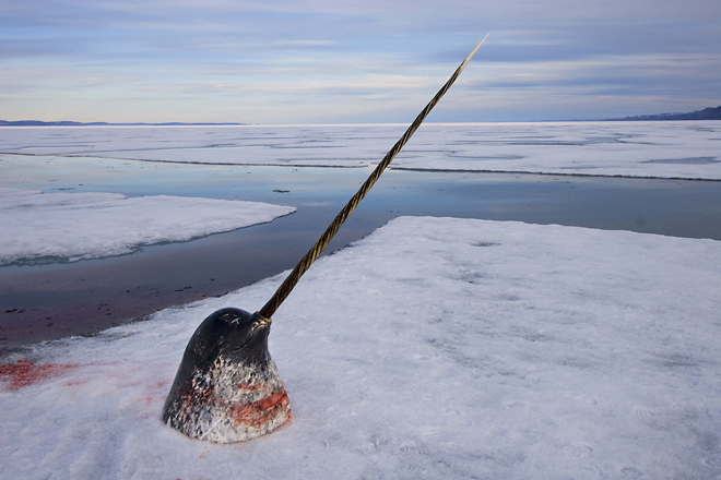 2nd prize Nature Stories<br />
<b>Paul Nicklen</b>, Canada, National Geographic Magazine<br />
<i>Arctic ivory – hunting the narwhal, Nunavut, Canada</i>