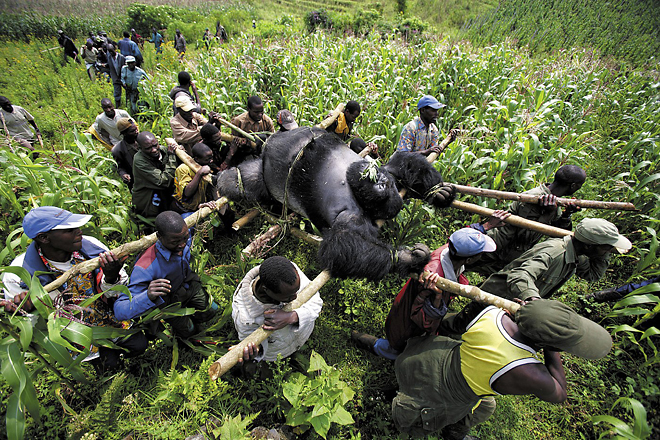 1st prize Contemporary Issues Singles<br />
<b>Brent Stirton</b>, South Africa, Reportage by Getty Images for Newsweek<br />
<i>Evacuation of dead Mountain Gorillas, Virunga National Park, Eastern Congo</i>