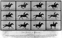Эдвард Мейбридж ( Eadweard Muybridge), Лошадь в движении, 1878