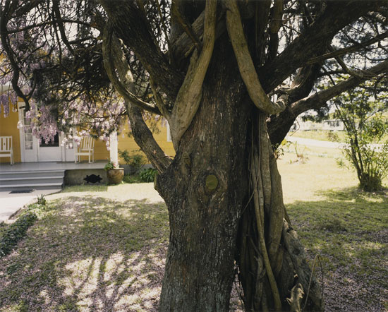Frank Gohlke (b.1942).
Wisteria vines on a cedar tree, Pierre Part, Louisiana, 1987.
Dye coupler print.
© 1987 Frank Gohlke