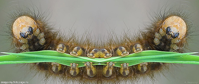 <b>Смайлик :)</b><br />Гусеница травяного коконопряда. Уникальный экземпляр. Сдан мною в Биологичекий музей.