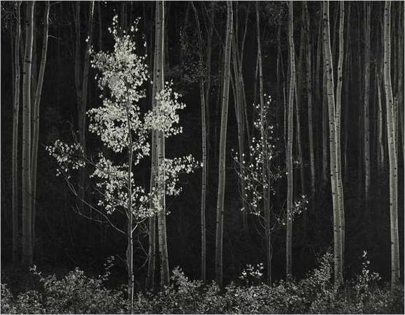 Ansel Adams. "Aspens, Northern New Mexico." Mural-sized gelatin silver print. Courtesy Sotheby