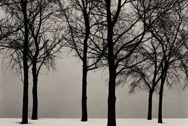 Harry Callahan, "Chicago" (Trees in Snow). Gelatin silver print, Est. $70/100,000. Photo: Sotheby