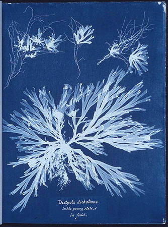 Рис.1. Это не только страница первой в мире фотокниги Анны Аткинс Photographs of British Algae: Cyanotype Impressions, но и один из первых отпечатков по процессу цианотипии. 1843 год.