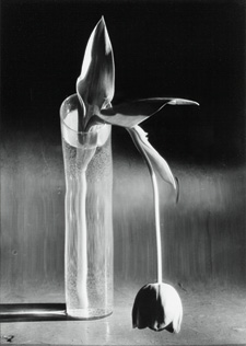 Andrй Kertйsz (1894-1985). Melancolic Tulip, 1939. Silver print, c. 1970, 24,5 x 17,5 cm without frame, 55 x 45 x 4 cm with frame.
Edition number unknown.