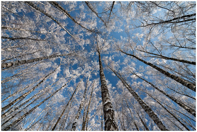 Рамиз Мустафаев. Без названия