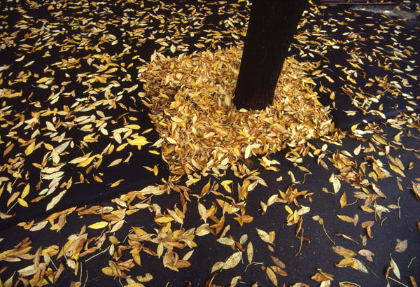 Александр Слюсарев. Из серии «Межсезонье»