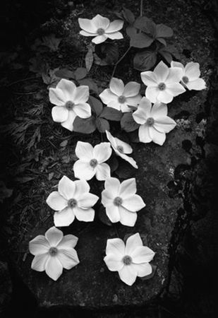 Ansel Adams, Dogwood, Blossoms