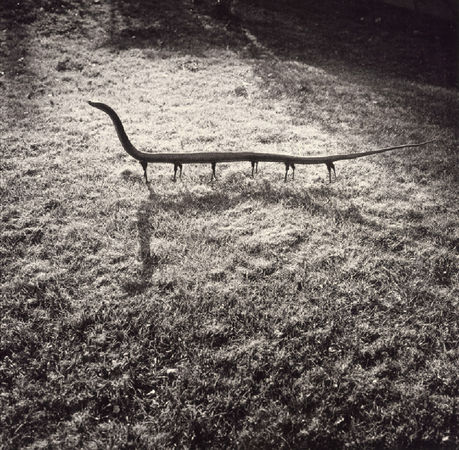 Solenoglypha Polipodida, 1985. © Joan Fontcuberta