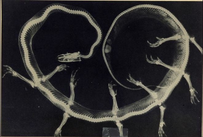 Radiografia de Solenoglypha Polipodida, 1985. © Joan Fontcuberta