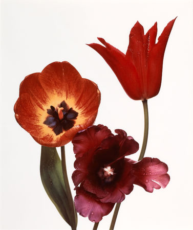 RVING PENN (American, 1917-2009), Three Tulips- Red Shine, Black Parrot, Gudoshnik, New York, 1967