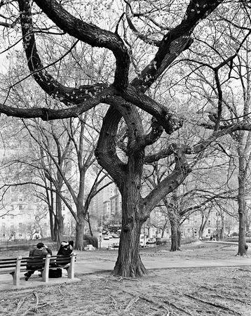 American Elm, Central Park, New York © Mitch Epstein, part of the Prix Pictet retrospective