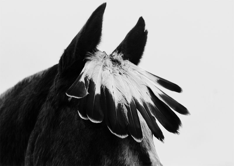 ©Флор Гардуньо. «Лошадь с перьями, США, 1993»