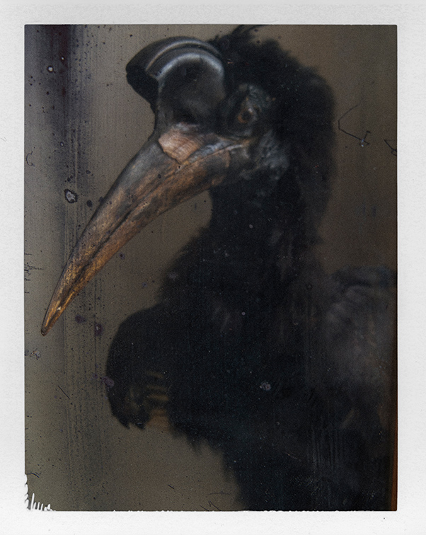 Черная птица, 2015. © Сара Мун