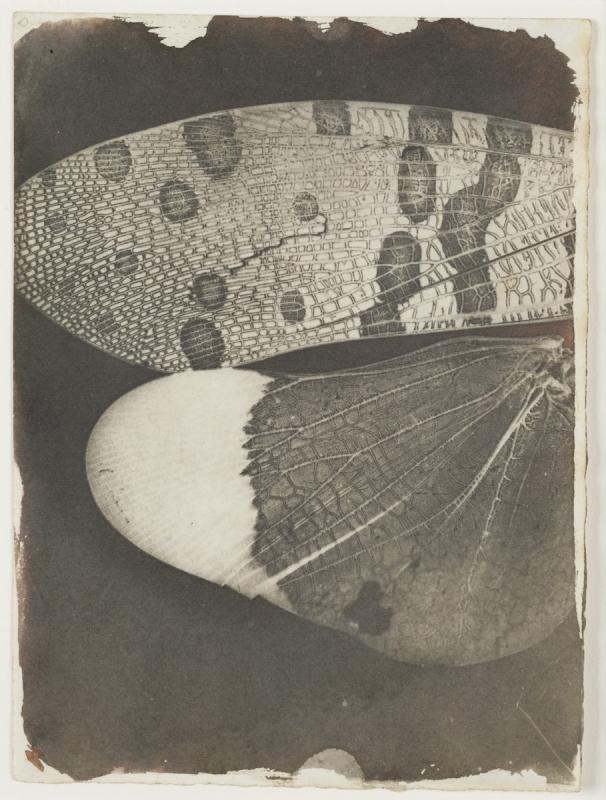 Микрофотография. Крылья бабочки. 1839–1840. Калотипия. Солёная бумага, негатив. Национальный музей науки и медиа, Брэдфорд, Великобритания © Science & Society Picture Library
