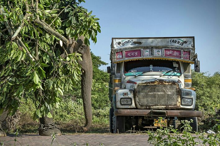 Winner 2022, Wildlife In Peril category, © Sujan Sarkar
