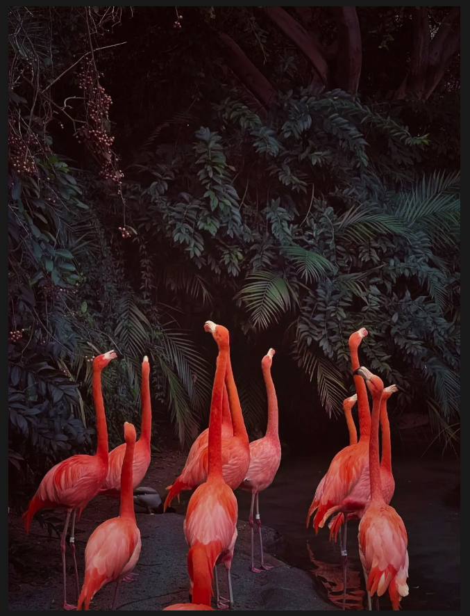 Категория «Животные», первое место. «Одиннадцать в розовом», 

Сан-Диего, Калифорния, США. Снято на iPhone 12 Pro Max 

Фотограф Скай Снайдер